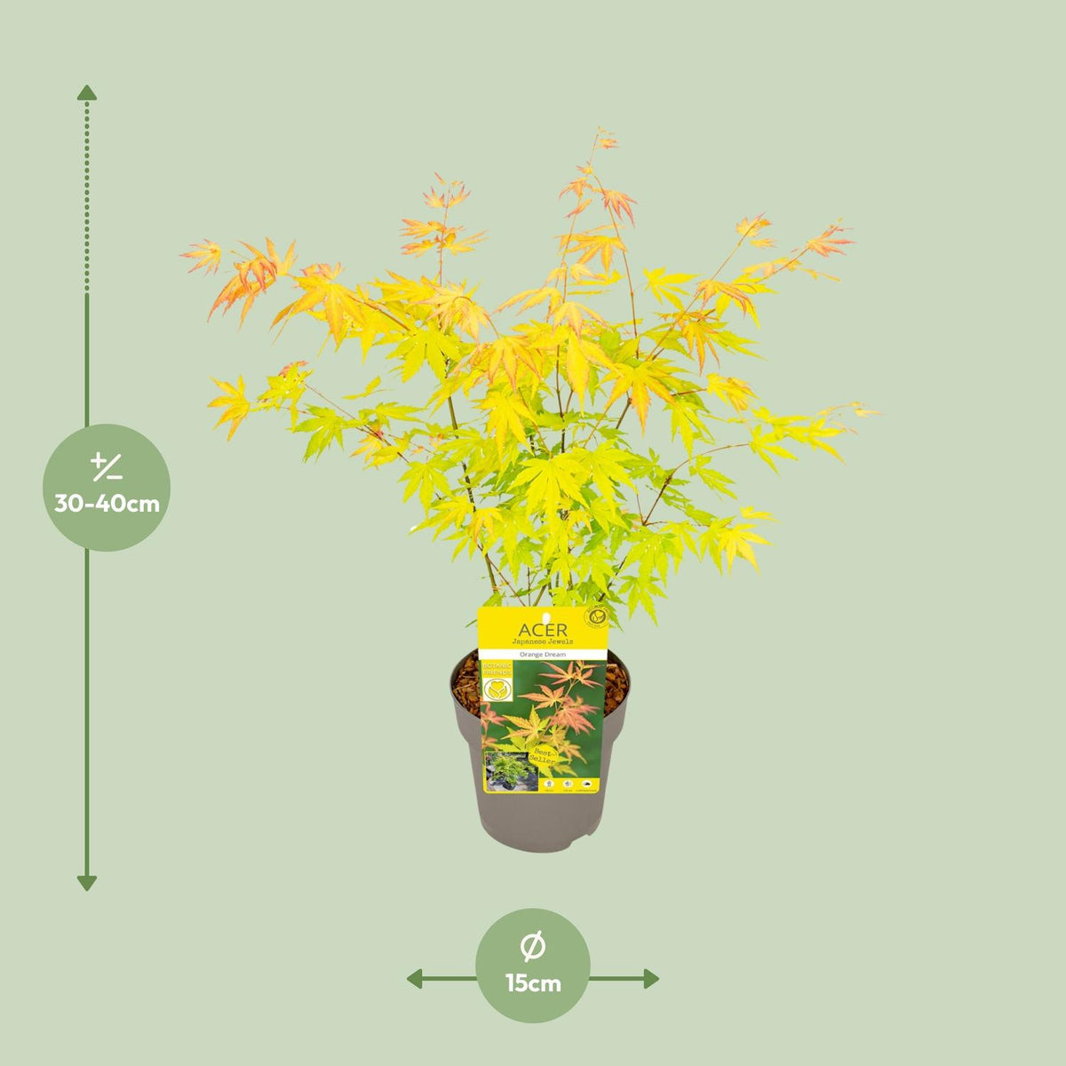 Acer palmatum 'Orange Dream', oranjegeel blad, 30 cm hoog, detail van het blad