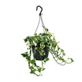 Productfoto van Scindapsus (Epipremnum) N’Joy