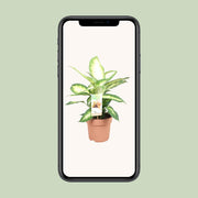 Dieffenbachia Camilla