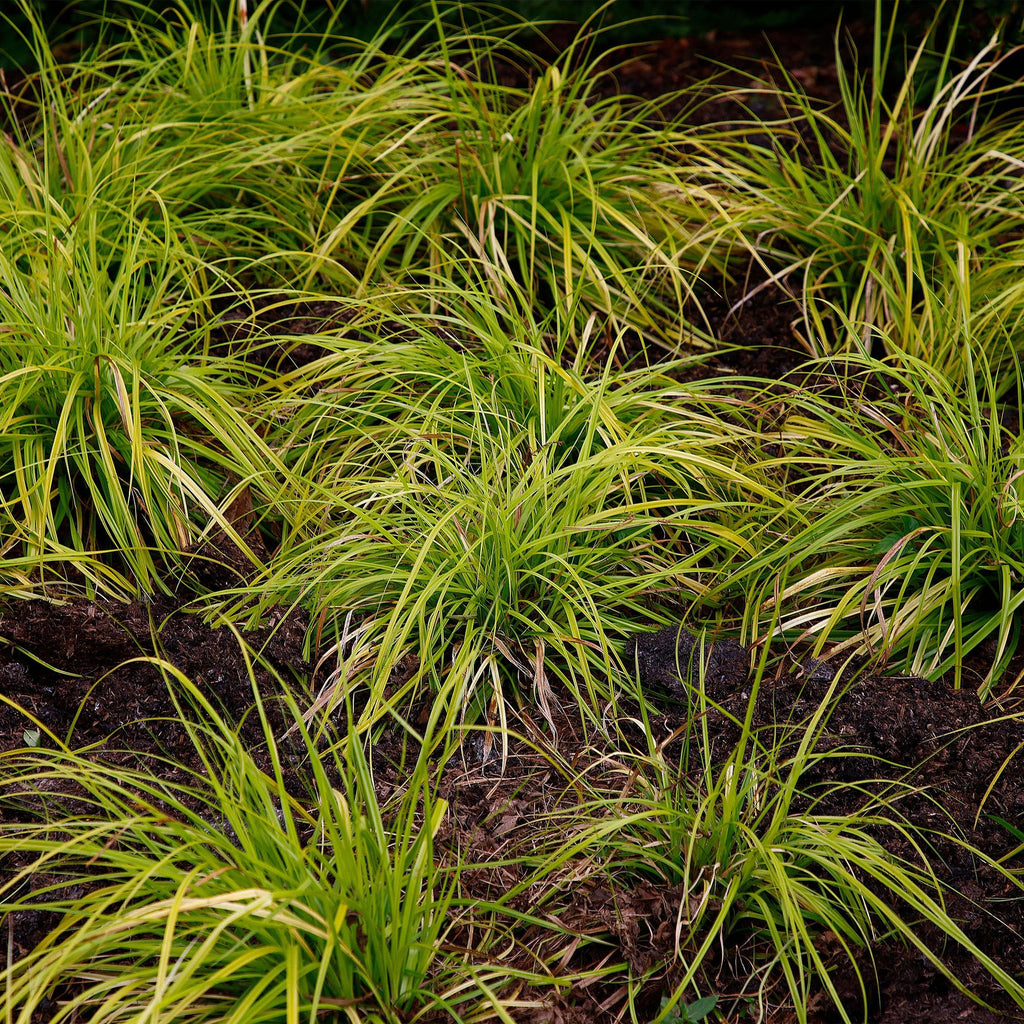 Carex oshimensis Everillo, plant in pot