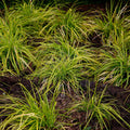 Carex oshimensis Everillo, plant in pot