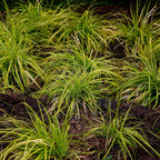 Carex oshimensis Everillo, plant in pot