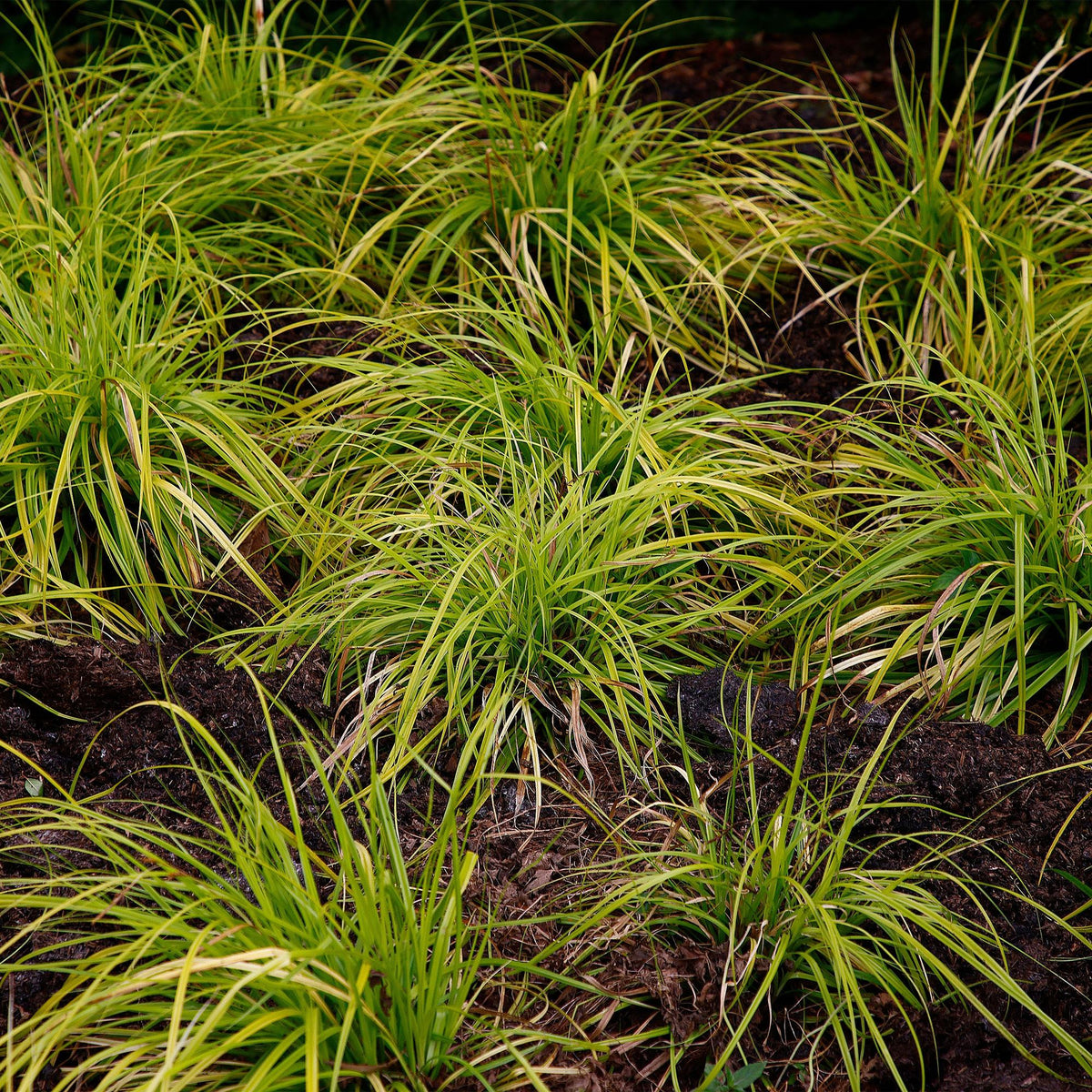 Carex oshimensis Everillo, plant in pot
