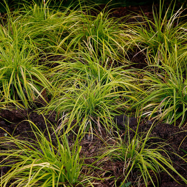 Carex oshimensis Everillo
