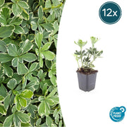 12x Pachysandra term. &
