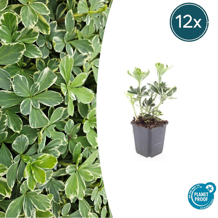 12x Pachysandra term. &