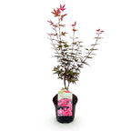 Japanse esdoorn Acer palmatum Skeetsers Broom, groene bladeren