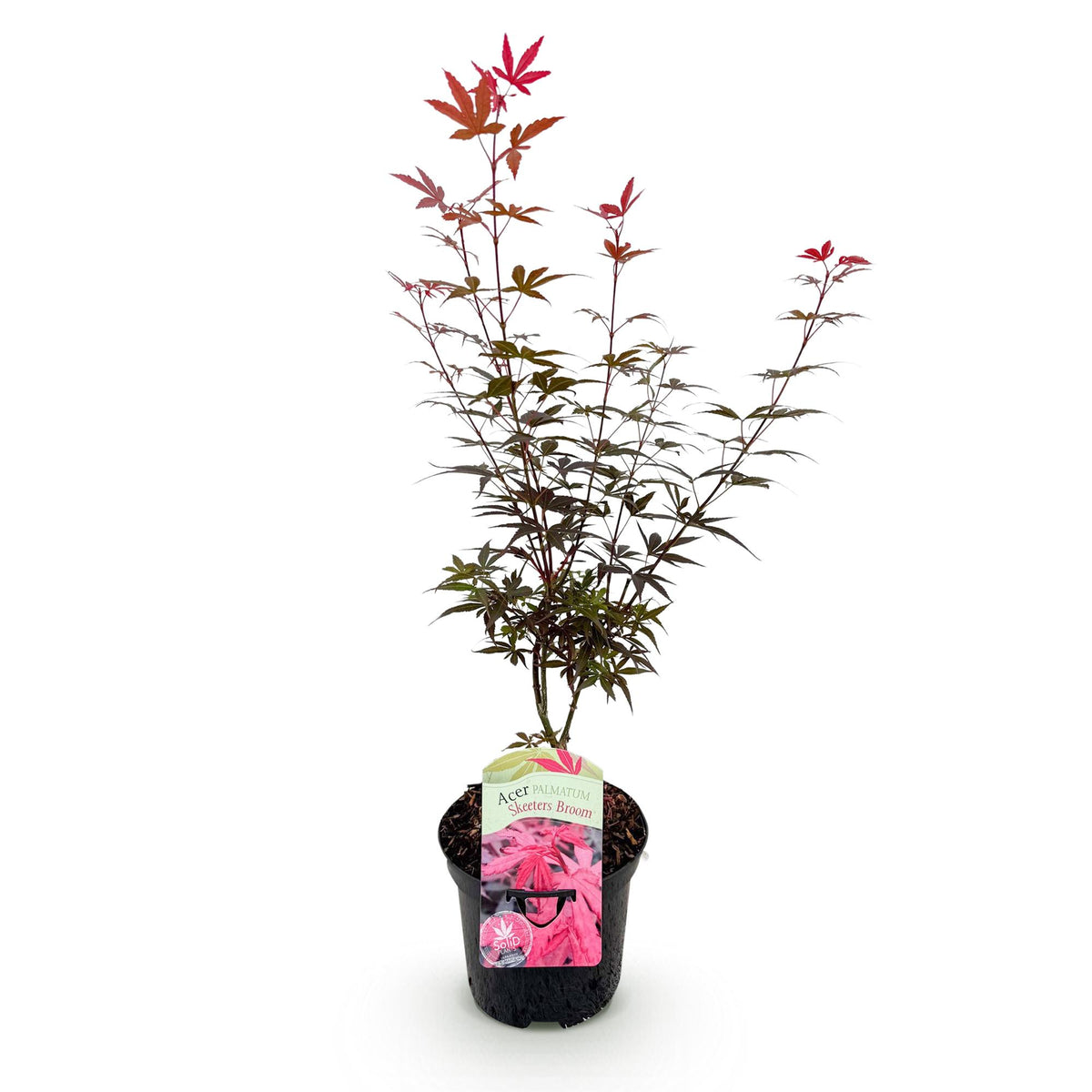 Japanse esdoorn Acer palmatum Skeetsers Broom, groene bladeren