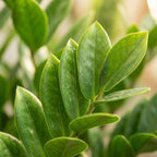 Zamioculcas Zamiifolia met grijze pot, kenmerkend blad