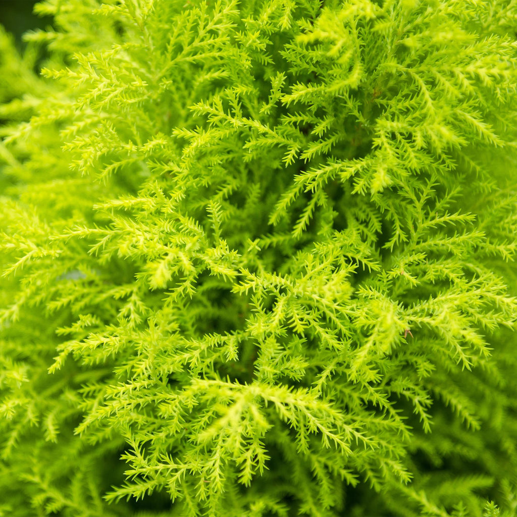 Cupressus Gold Crest Wilma, groeiwijze van de plant