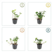 24x Pachysandra term. &