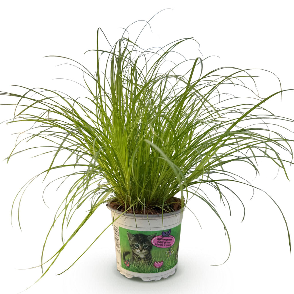 Cyperus alternifolius Zumula, 20 cm hoog, gezonde plant