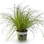 Cyperus alternifolius Zumula, 20 cm hoog, gezonde plant