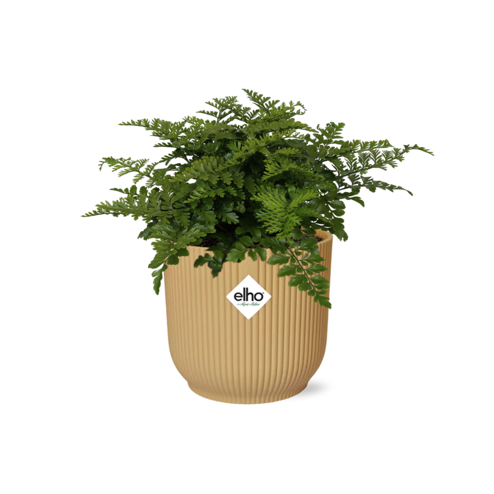 Asplenium Parvati in ELHO Vibes Fold 14cm geel, compacte plant