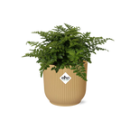 Asplenium Parvati in ELHO Vibes Fold 14cm geel, compacte plant