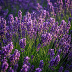 Lavandula angustifolia Munstead, plant in pot