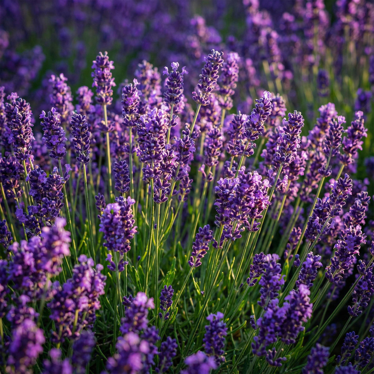 Lavandula angustifolia Munstead, plant in pot
