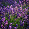 Lavandula angustifolia Munstead