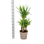 Yucca Elephantipes, plant in pot