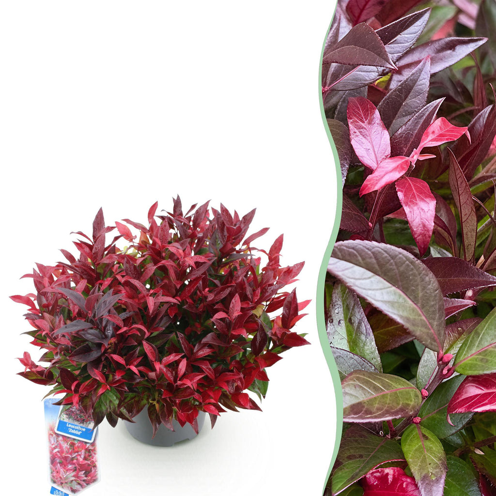 Leucothoe Zeblid, plant in pot
