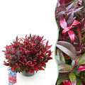 Leucothoe Zeblid, plant in pot