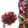 Leucothoe Zeblid