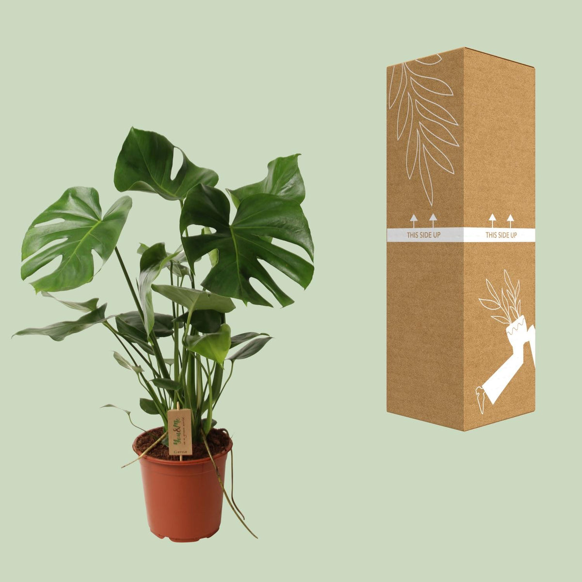 Detailfoto van Monstera Deliciosa
