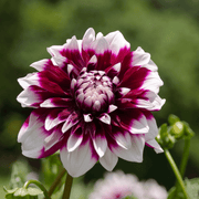 Dahlia &