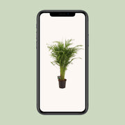 Dypsis Lutescens