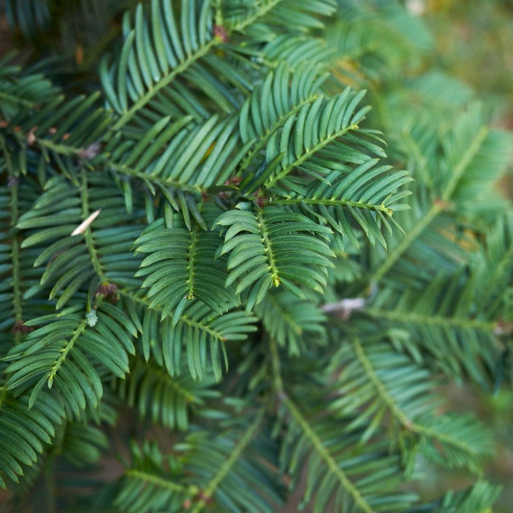 Grote taxus haagplanten, 12 liter, 20 stuks voor 10 meter, plant in pot