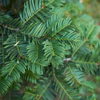Grote taxus haagplanten, 12 liter, 20 stuks voor 10 meter, plant in pot