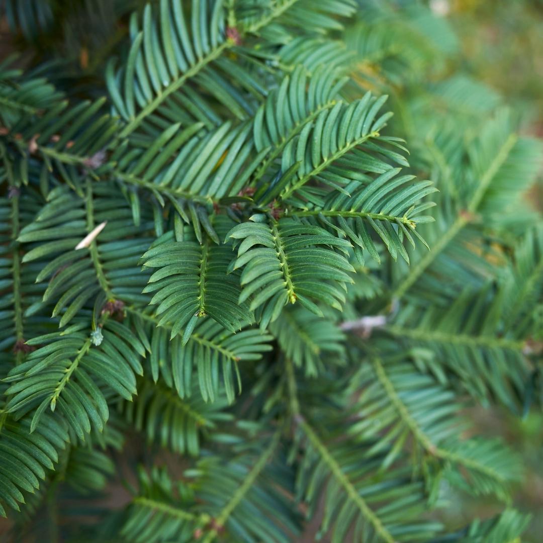 Grote taxus haagplanten, 12 liter, 20 stuks voor 10 meter, plant in pot