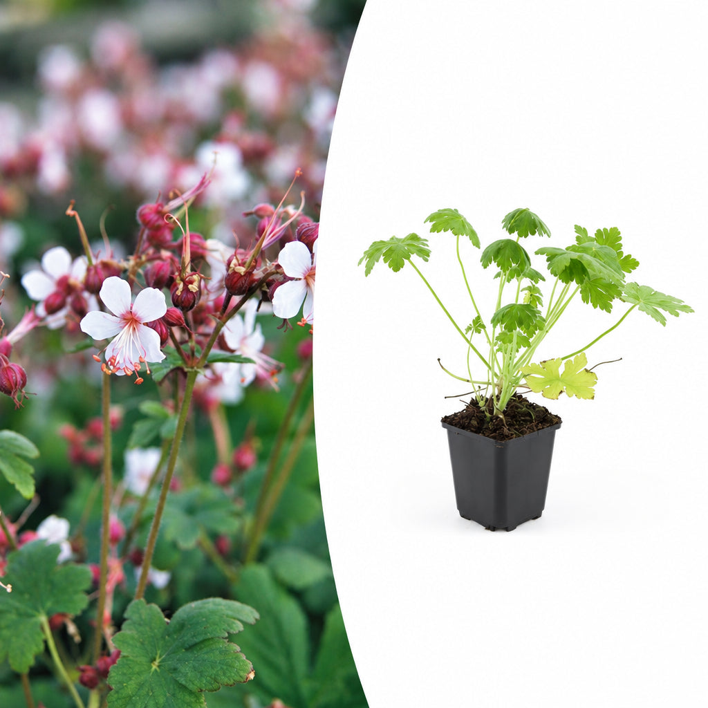 Geranium macr. 'Spessart', detail van het blad