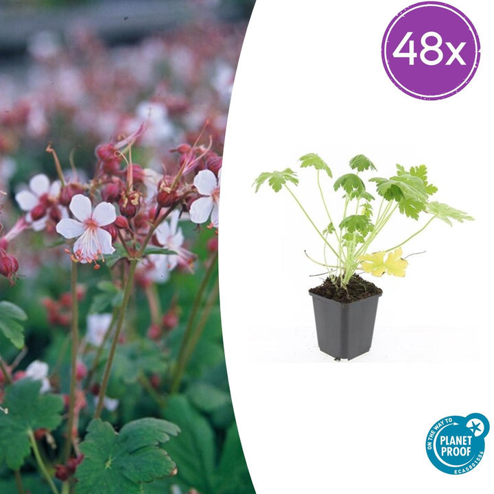 Geranium macr. &