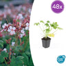 Geranium macr. 'Spessart'