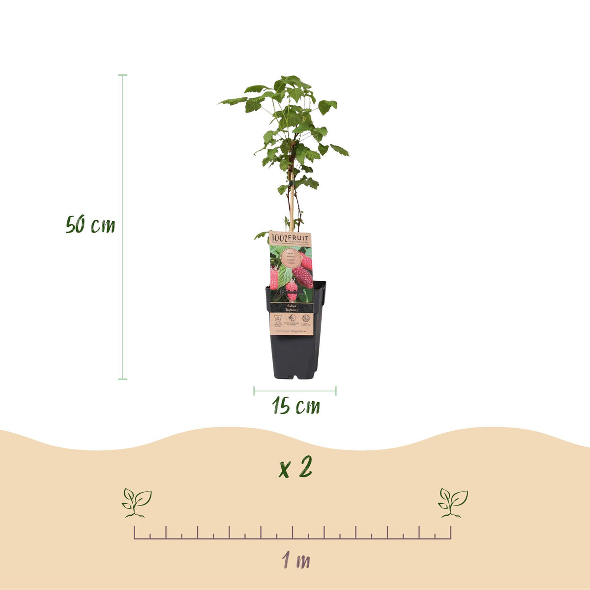 Braamboos Tayberry, fruitgewas voor de tuin, groene bladeren