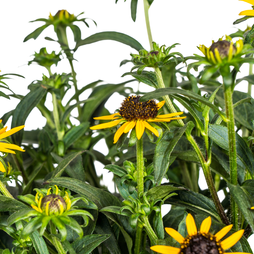 Rudbeckia Fulgida Little, kenmerkend blad