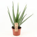 Aloe Vera, plant in pot