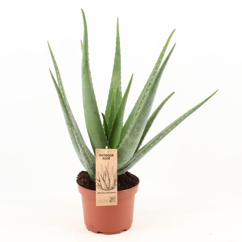 Aloe Vera, plant in pot