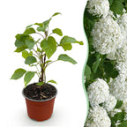 Hortensia Annabelle, heester met grote witte bloembollen, plant voor binnen