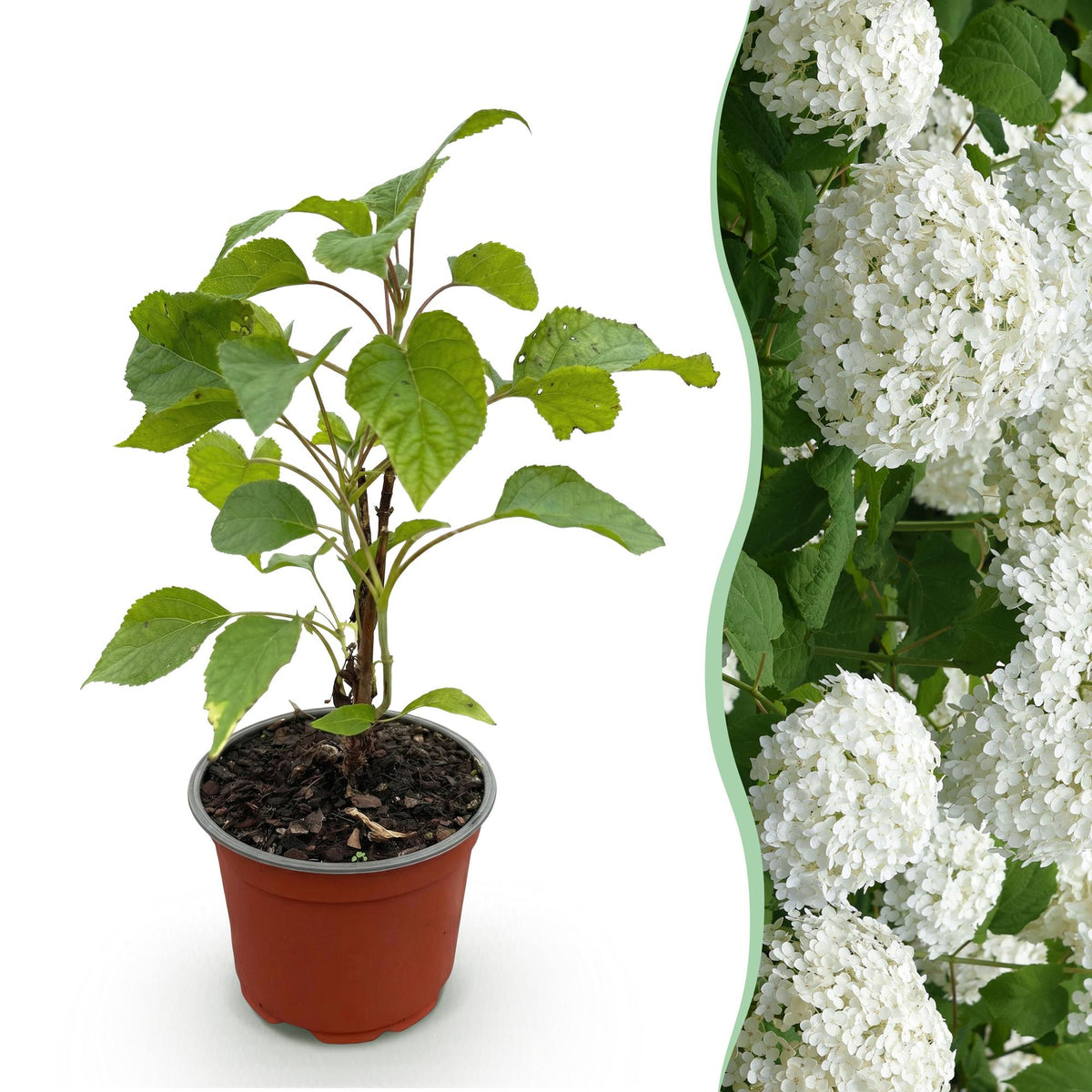 Hortensia Annabelle, heester met grote witte bloembollen, plant voor binnen