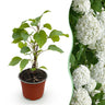 Hortensia Annabelle, heester met grote witte bloembollen