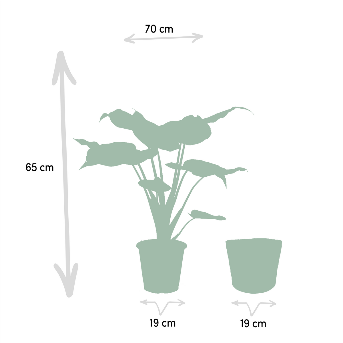 Detailfoto van Alocasia Cucullata