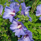 Hibiscus syriacus Oiseau Blue, kenmerkend blad