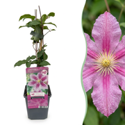 Clematis &