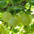 Kruisbes Hinnonmäki, fruitgewas voor de tuin, groene bladeren