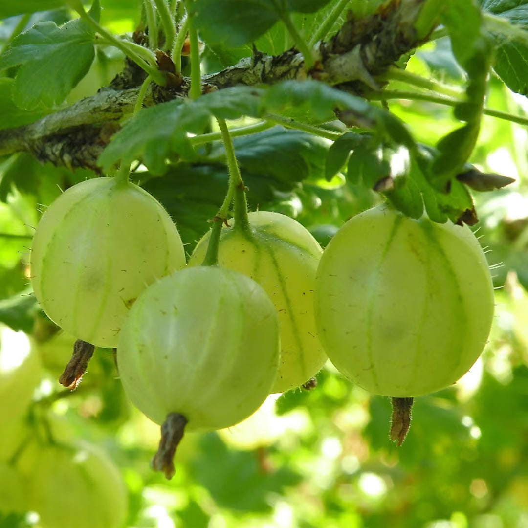 Kruisbes Hinnonmäki, fruitgewas voor de tuin, groene bladeren