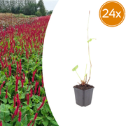 24x Persicaria a. &