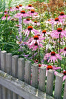 24x Echinacea p. 'Magnus'