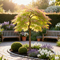 Acer palmatum Little Princess, plant voor tuin en border